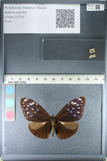 Media type: image;   Entomology 160121